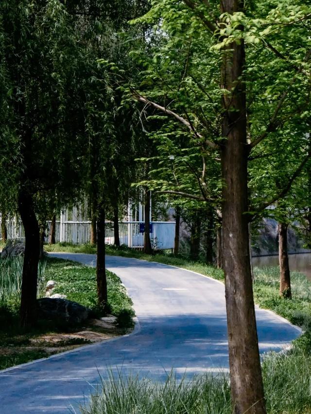 西安冬季观鸟指南 赴一场“飞羽之约”