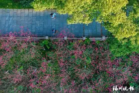 福州三月赏花线路发布 包括山樱花、杜鹃花、美丽月见草等图片