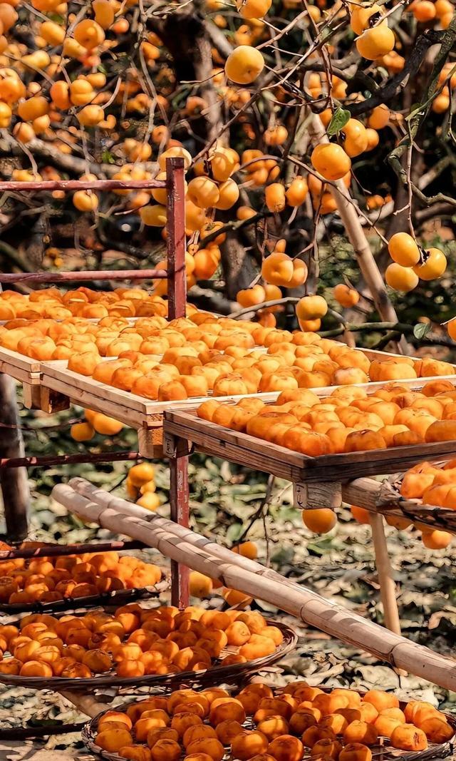 用满屏打开红火的桂林恭城柿子园