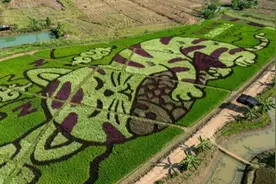 泰国农民与艺术家合作 用水稻种出猫咪图案图片