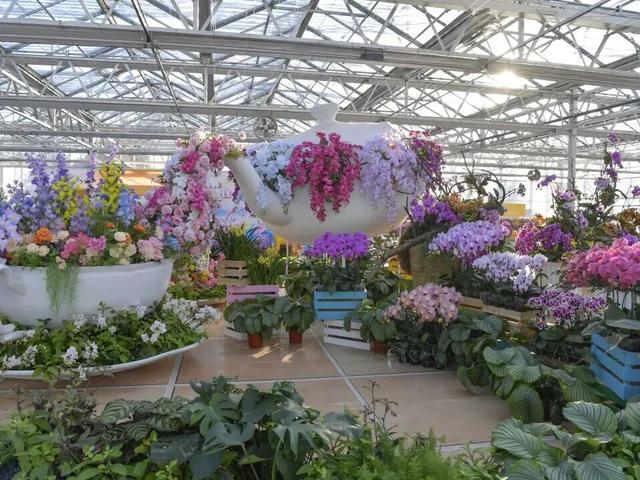 家庭园艺嘉年华｜北京兰花文化嘉年华将于明日启幕