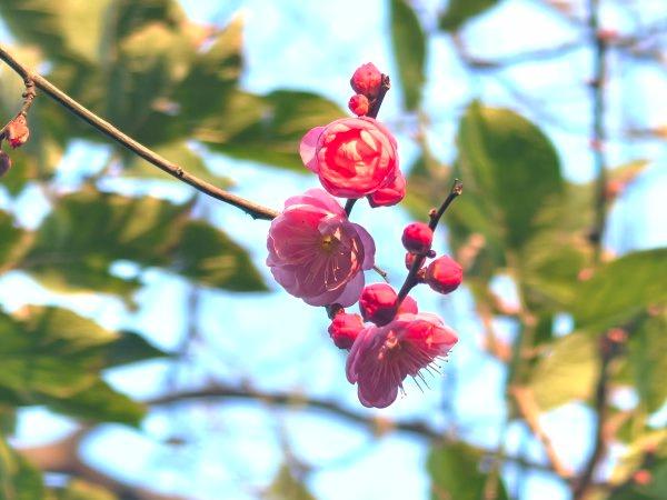 今年的早梅提前一个月开花了！武汉公园梅花与蜡梅同框争艳