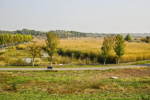 本周末迎赏红高峰，副中心金秋美景邀您共赴“京秋”之约