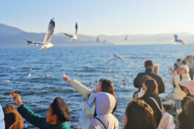 看日出、追红嘴鸥、拍婚纱……总要去一次大理龙龛码头吧！