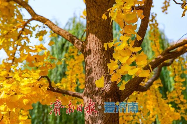 金叶翩跹映泉城，广场银杏醉游人