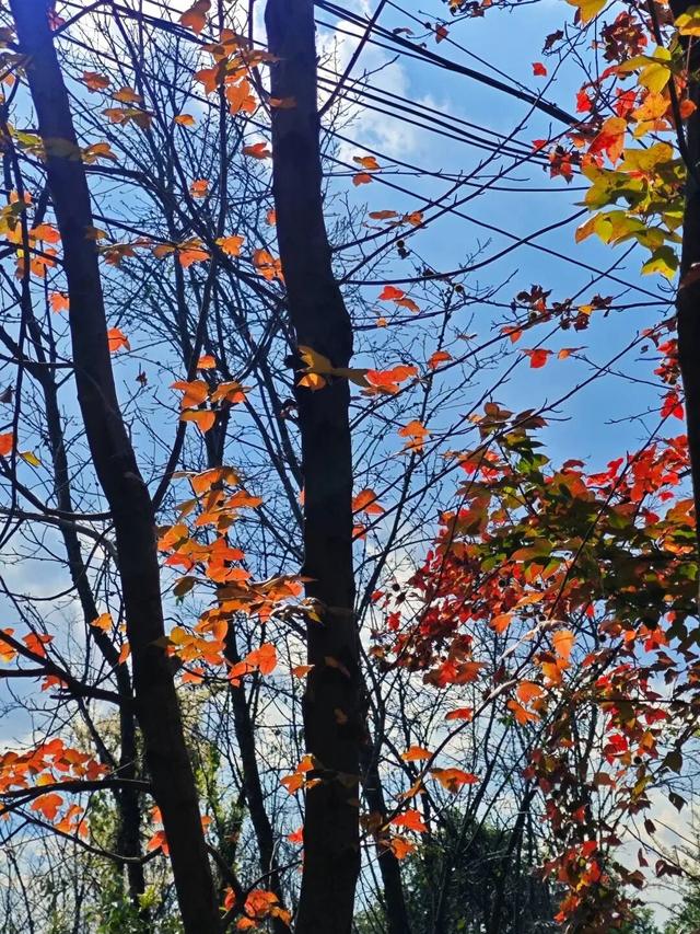 石林的冬天，藏着“延迟版”秋景