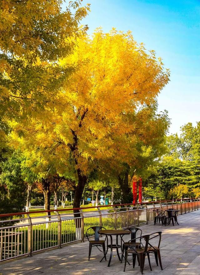 今日立冬！三个仪式解锁肥城初冬的终极浪漫！