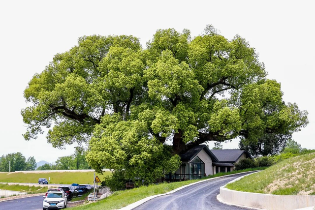 每一棵都独一无二，杭州这些“漂亮树”成热门打卡点