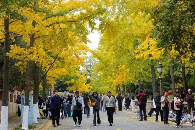 人已爆满！很多青岛人全家出动，乌泱乌泱的……今天这一幕，绝了！