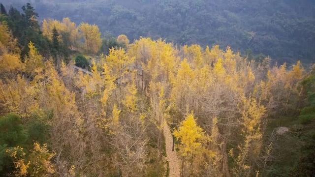 乐山藏着一处 “黄金秘境”？这里的银杏雨，让游客拍到不愿走！