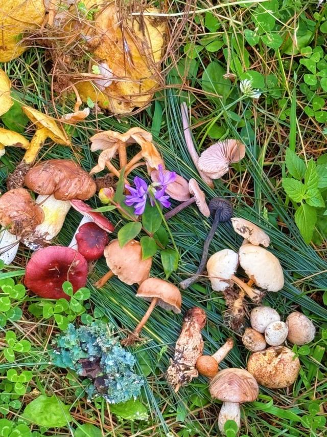 藏着自然的无尽温柔与浪漫！来盘龙大哨森林，我“氧”你啊！