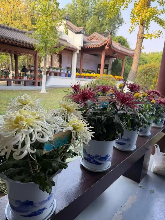 本周末截止！桐乡人，赶紧来打卡这场菊花展