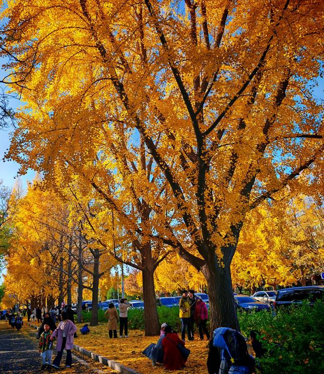 北京三里河：银杏满树金黄，游客争相合影