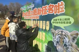 你的创意，它们的名字！济南这三只网红孟加拉虎宝宝在线征名啦图片