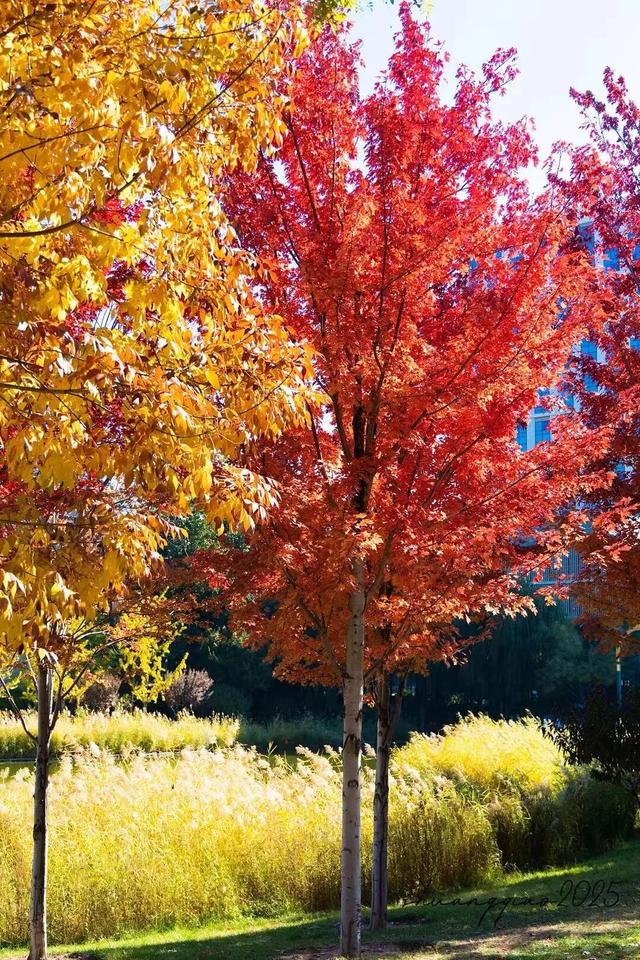 副中心的秋日画板已备好，等你来上色！