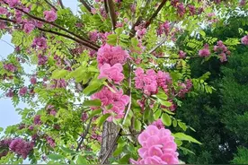 紫槐花开亦芬芳图片