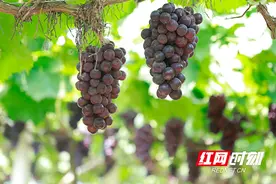 “扑通扑通” 葡萄味的甜蜜盛夏图片