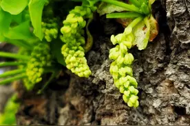 银杏开花见过吗图片