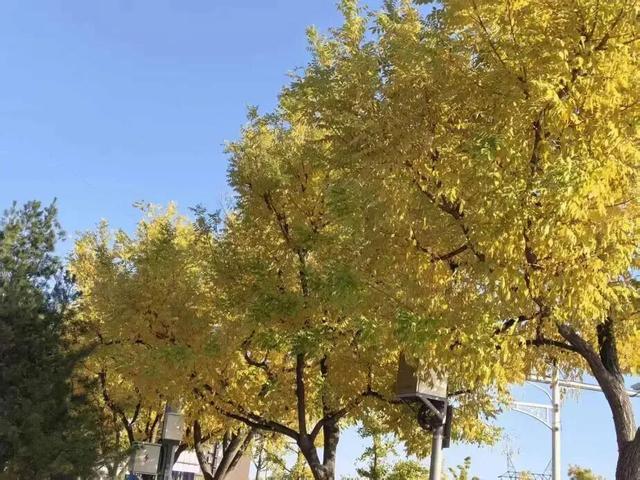 太美了！来副中心，邂逅落叶童话~