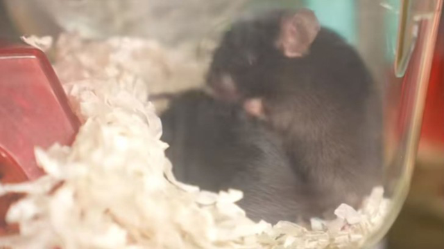 小鼠“出征”太空，在太空做人类不敢想的事