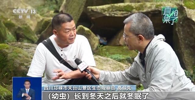 真相来了丨网传萤火虫濒临灭绝 是真的吗？