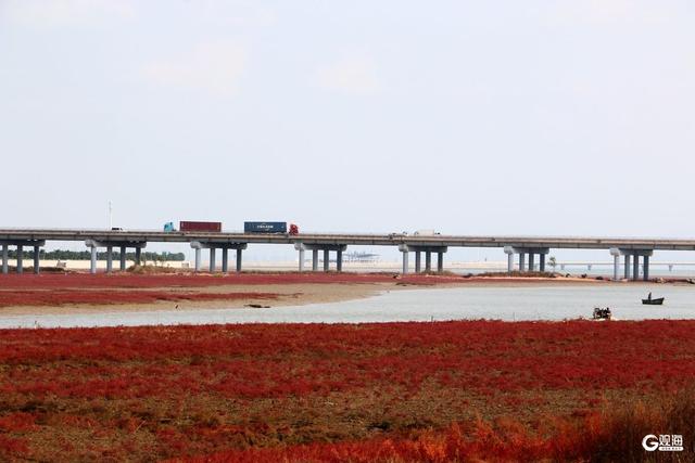 胶州湾红海滩：一片红海，万种生机