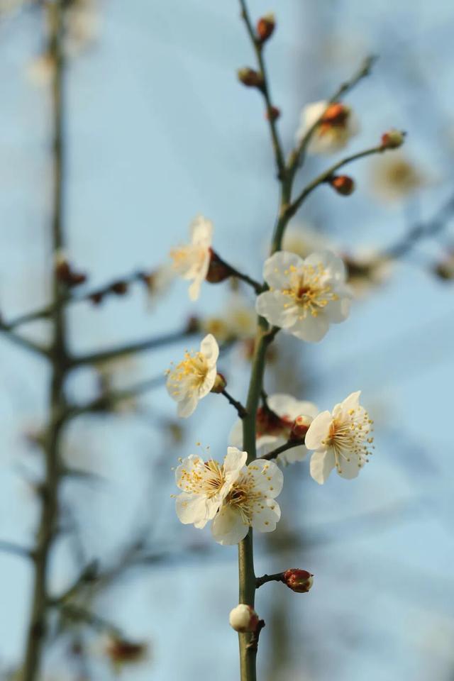 双梅同绽！上海这个公园传来冬日限定芬芳→