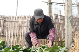 今日小寒，上霜青菜配咸肉！农家“咸酸饭”米道嗲→图片