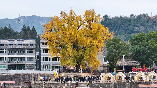 永嘉424岁的古银杏太美了