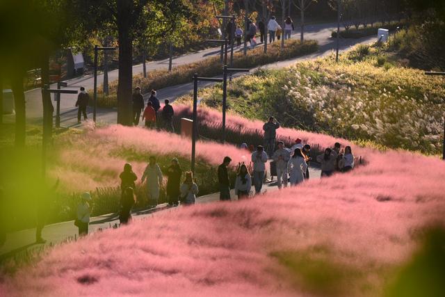 好浪漫！奥北森林公园粉黛乱子草形成梦幻景观