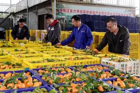 广西河池：砂糖橘丰产 众果农增收图片