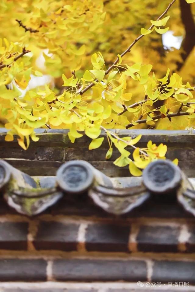 日照秋季“顶流”，已进入高光时刻！