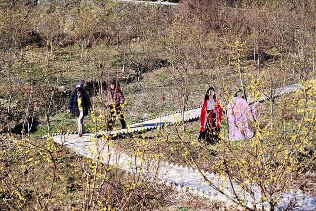 郧阳沧浪山野生蜡梅花正艳