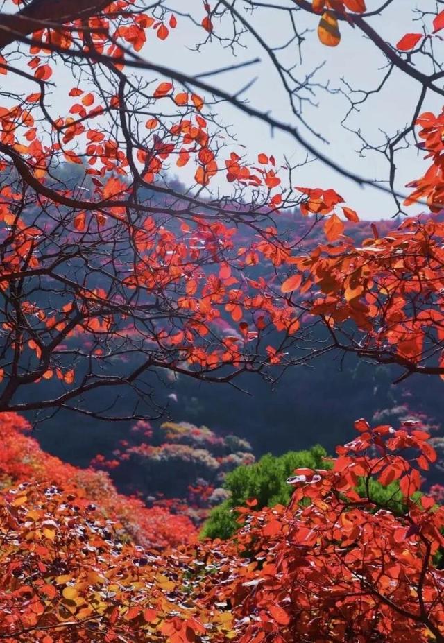 总是会反复爱上潍坊的秋天！