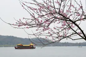 气温低至-2℃，对春茶有影响 农气专家紧急提醒图片