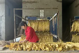 烟田喜丰收 夏日赶“烤”忙图片