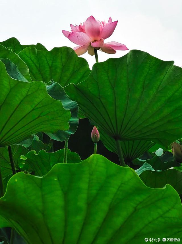 四季湖荷花盛开，千姿百态醉游人