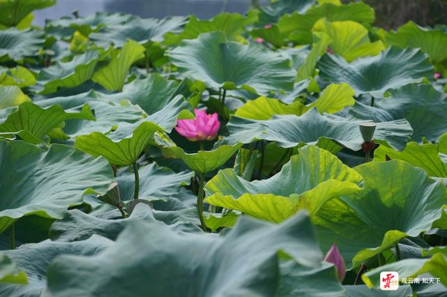 弥勒：“荷叶田田”夏意浓