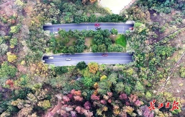 初冬武汉，一半烟火一半诗画