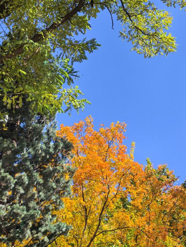 万里无云，阳光正好！周末到公园欣赏北京的秋