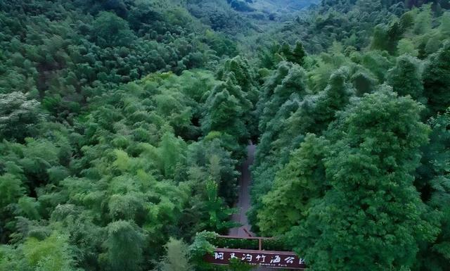 都江堰元旦自然游攻略：古寺静心 熊猫寻趣 竹海漫步 超放松！