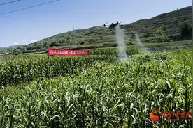 庄浪：“一喷多促”保秋粮丰收图片