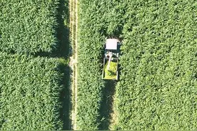 菌草“点绿成金”图片