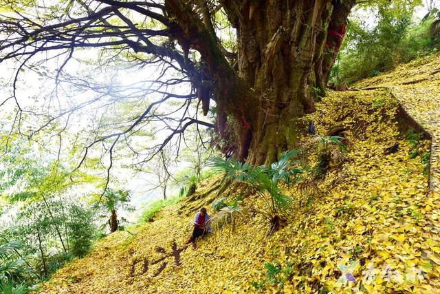 叙永“天府树王”迎最佳观赏期 游玩攻略请查收