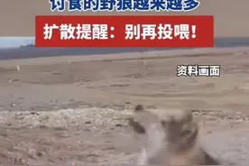 热闻|“讨食野狼越来越多”！可可西里的网红狼已经胖成球了，专家呼吁：别再乱投喂图片