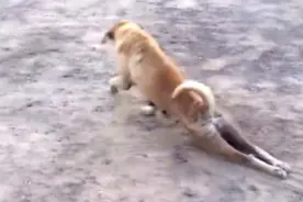 残疾狗狗拖着身体走十分可怜，下一幕却让人愤怒！图片