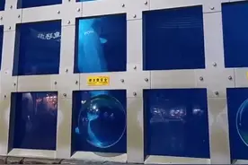 海洋馆白鲸叫声凄厉疑出现“刻板行为”？负责人：系正常行为图片