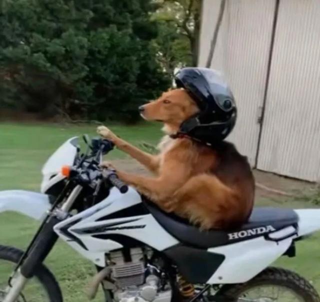 骑新国标电动车，不如开电动轮椅？！