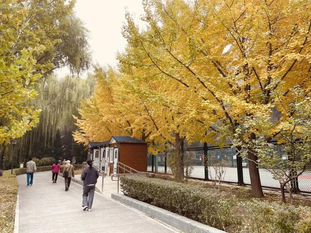 不必扎堆地坛公园！东城区赏秋攻略，一图收藏