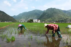 为了多领养老金：上百农民“买社保”，陷入中介生意链图片